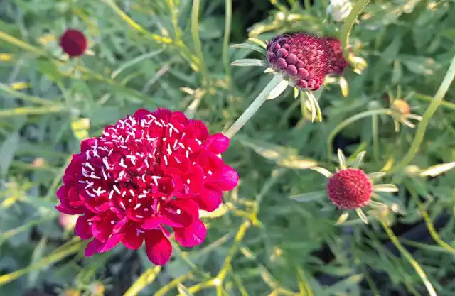 Скабиоза темно-пурпурная (Scabiosa atropurpurea)
