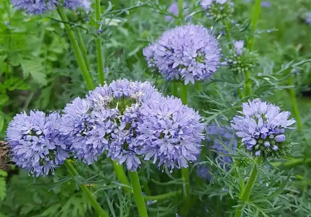 Гилия головчатая (Gilia capitata)