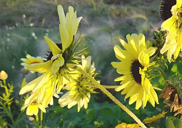 Подсолнух декоративный «Ванилла Айс» (Helianthus debilis ‘Vanilla ice’)