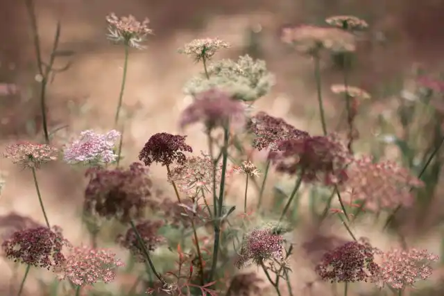 Морковь цветущая «Дара» (Daucus Carota ‘Dara')