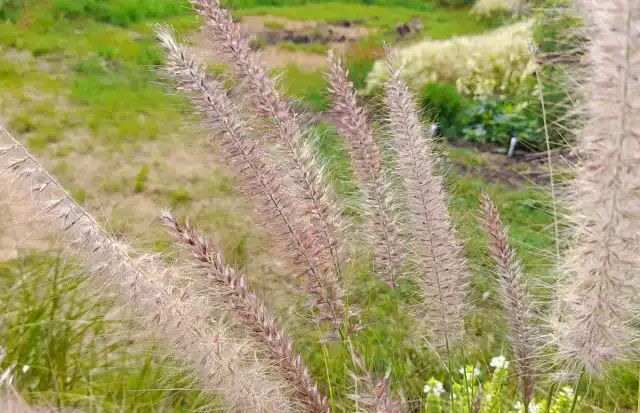 Пеннисетум щетинистый (Pennisetum setaceum)