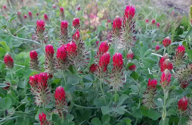 Клевер пунцовый (Trifolium incarnatum)