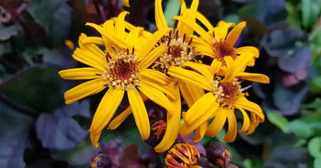 Завершающий этап – это подзимний посев семян ряда однолетних и многолетних цветов