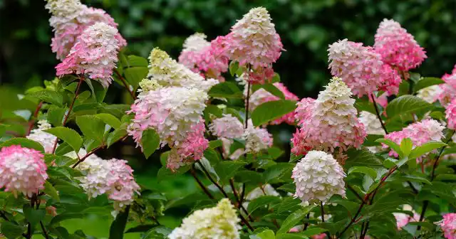 Почти до заморозков можно высадить саженцы деревянистых и травянистых многолетников с закрытой корневой системой