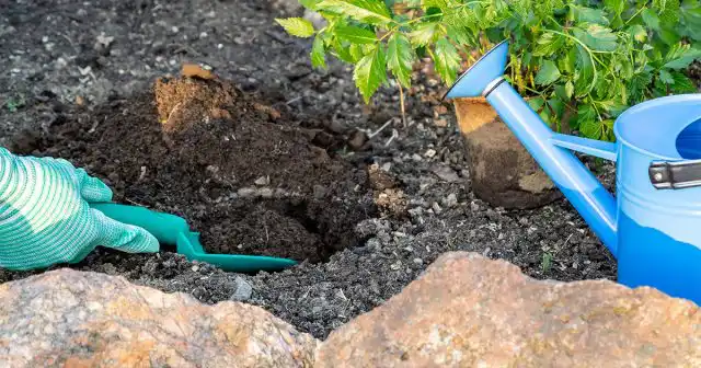 После посадки добавьте слой торфа или перегноя толщиной 7-10 см