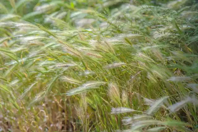 Колосняк канадский (Elymus canadensis)