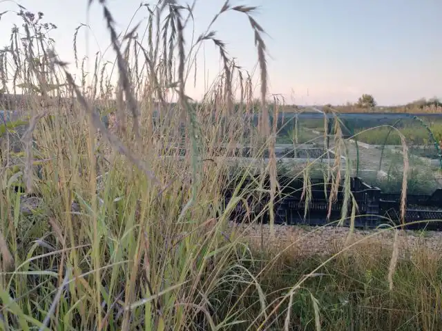 Пырейник сибирский (Elymus sibiricus)