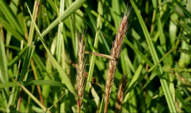 Пырейник виргинский (Elymus virginicus)