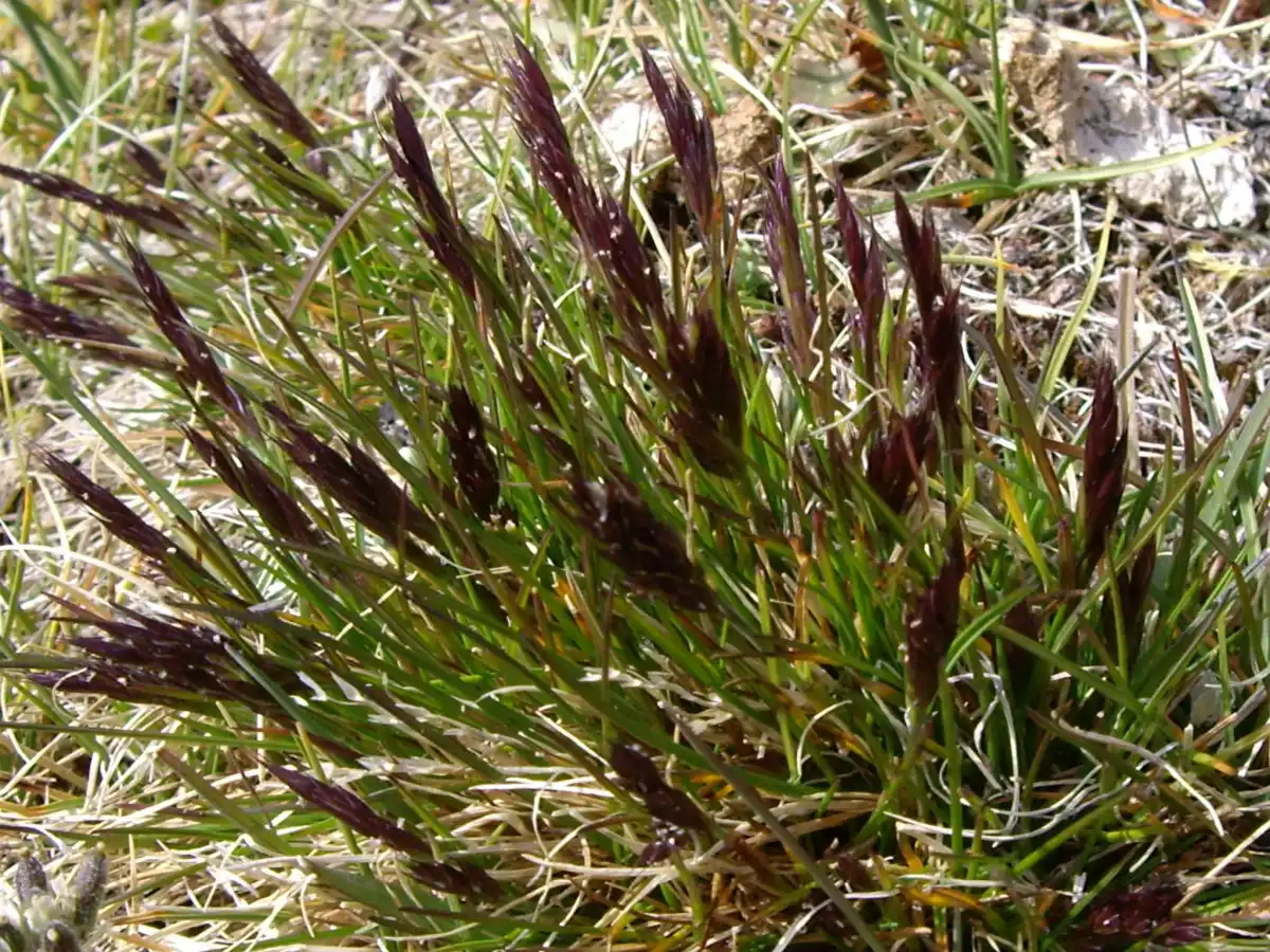 Элимус скандинавский (Elymus scandicus)