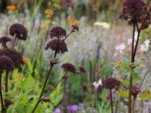 Лучше всего дудник гигантский будет расти на свежем или влажном субстрате с низким содержанием извести