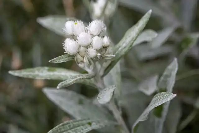 Анафалис трехжилковый (Anaphalis triplinervis)