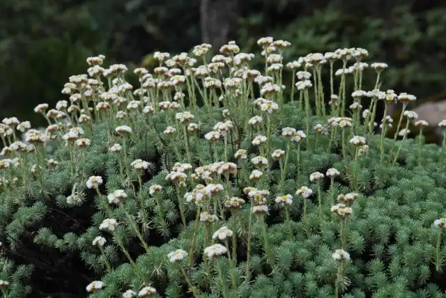 Анафалис нилгерриана (Anaphalis neelgerryana)