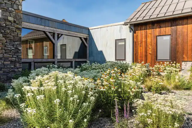 Жемчужный бессмертник лучше всего растет на хорошо освещенном месте при регулярном поливе