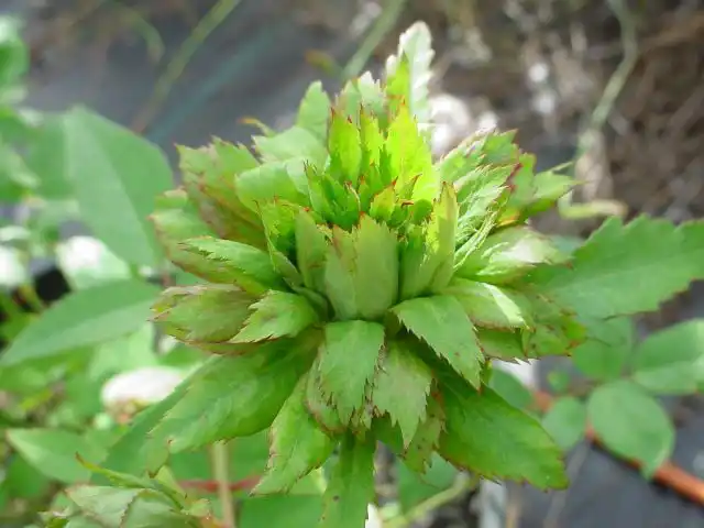 Цветки сорта бенгальской розы "Вирдифлора" ('Viridiflora') - вообще множество разросшихся чашелистиков, которых образуют некую структуру зелёно-ёжикового вида.
