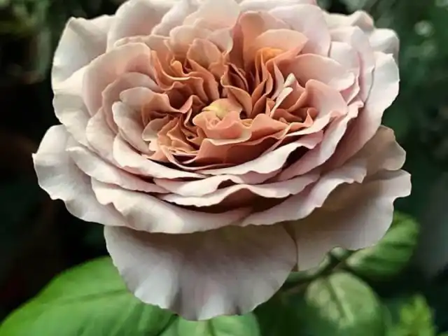 Роза цвета латте - "Кафе Латте" ('Cafe Latte').