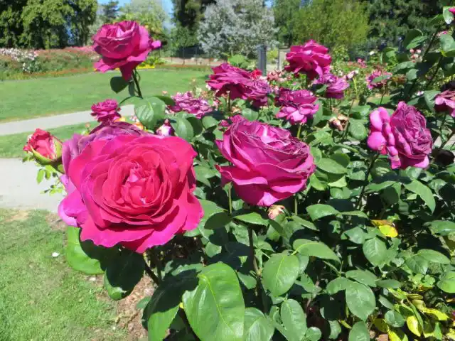 Из самых разных сиренево-фиолетовых я сохранила "Биг Перпл" (потрясающая роза - и цвет и аромат).