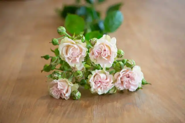 Спрей-роза "Свит Флоу" ('Sweet Flow').