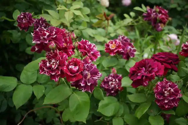 Флорибунда "Роджер Ламбелин" ('Roger Lambelin') собрала в цветке и волнистость лепестков, и двуцветную, редкую для роз, окраску (белая окантовка лепестков и полосатость) и фестончатую форму лепестков.