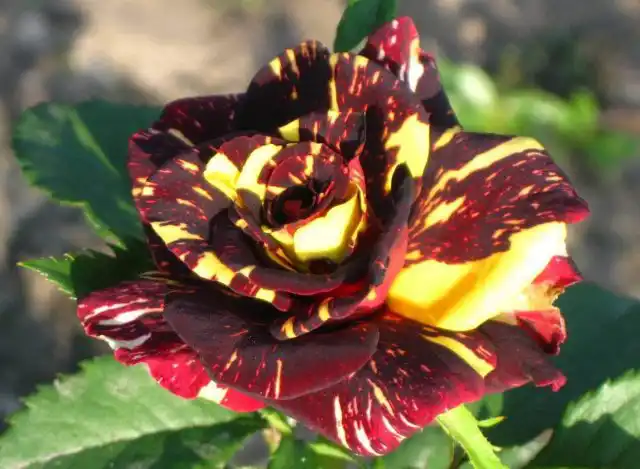 Несколько более крупноцветковые (6-7 см) и повыше ростом (60 см) вызывающе-броские розы срезочных сортов "Хокус Покус" ('Hocus Pocus').