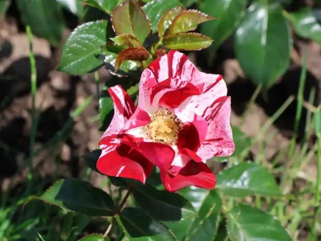 Чайно-гибридная полосатая роза "Симсалабим" ('Simsalabim').