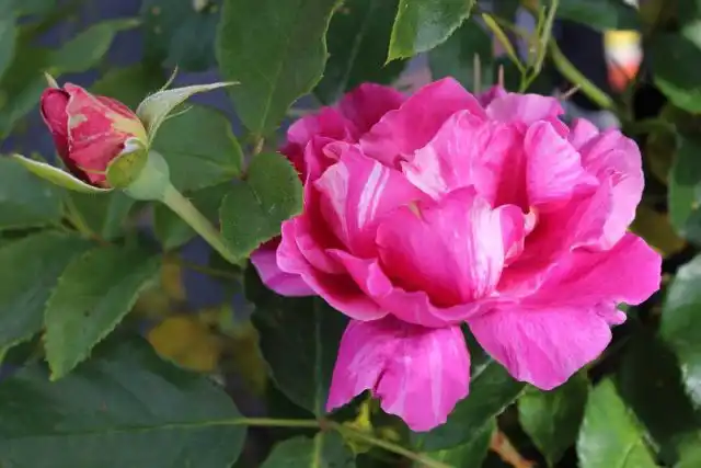 Шраб "Гай Савой" ('Guy Savoy') на фоне моих спокойно-розовых плетистых смотрится несколько павлинисто.