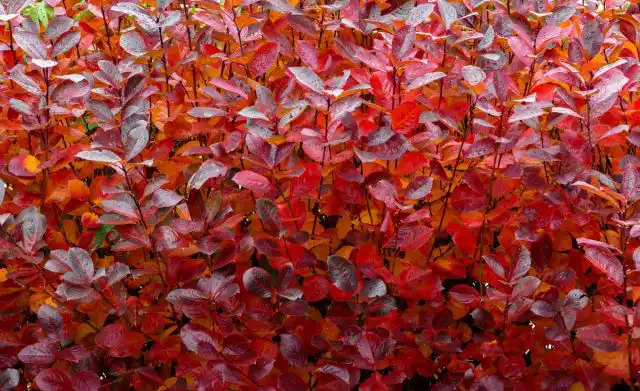 У аронии весьма привлекательная осенняя окраска – в оранжево-красно-багряных тонах