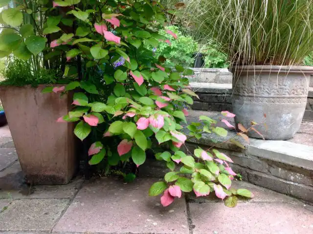 Во время цветения на мужских экземплярах часть листьев белеет или розовеет, а осенью листва становится желтой и красно-коричневой