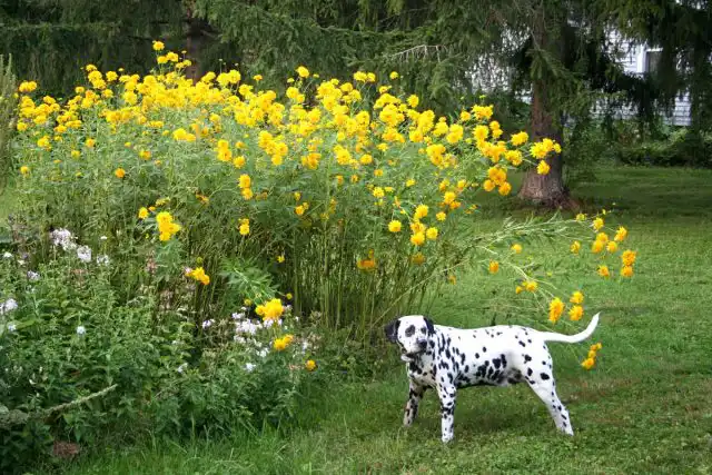 Рудбекия «Голд спринг» (Rudbeckia laciniata 'Gold Spring') чуть более компактный сорт. Он вырастает от 120 до 150 см в высоту и образует куртину до 100 см в ширину