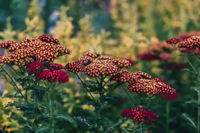 Тысячелистник требует минимального ухода и может расти даже при полном его отсутствии
