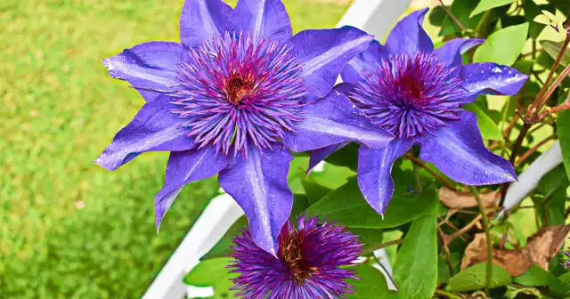 Аминокислоты помогают клематисам справиться с различными стрессами и выполняют массу других функций