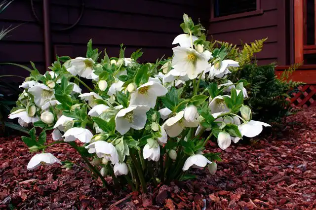 Морозник – вечнозеленое растение. Его листья остаются зелеными всю зиму, а цветы появляются с начала до середины весны