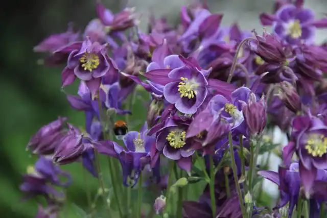 Аквилегии легко выращиваются из семян и легко дают самосев. Первое цветение будет на второй год после появления всходов, а после будет радовать вас каждую весну