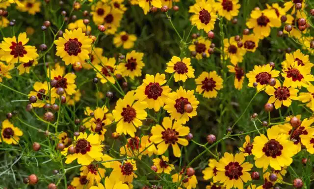 Существует несколько видов кореопсиса, и любой из них станет прекрасным дополнением к многолетнему саду