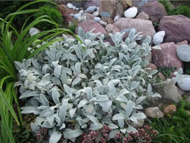 Чистец шерстистый, известный как «овечьи ушки», славится своими мягкими пушистыми листьями. Это низкорослое растение является отличным почвопокровником