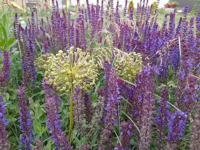 Когда аллиум доцветает, самые ранние сорта шалфея как раз только начинают распускать бутоны и приходят ему на смену