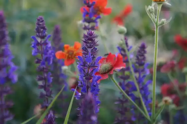 Шалфей распускается, когда у гравилата доцветают последние цветки.