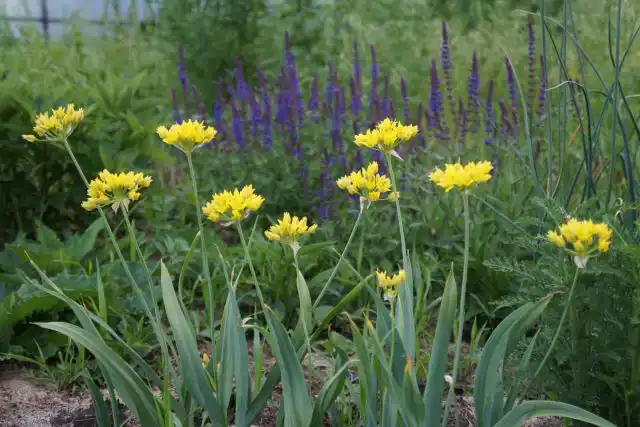 Желто-фиолетовое сочетание с луком Моли смотрится очень ярко