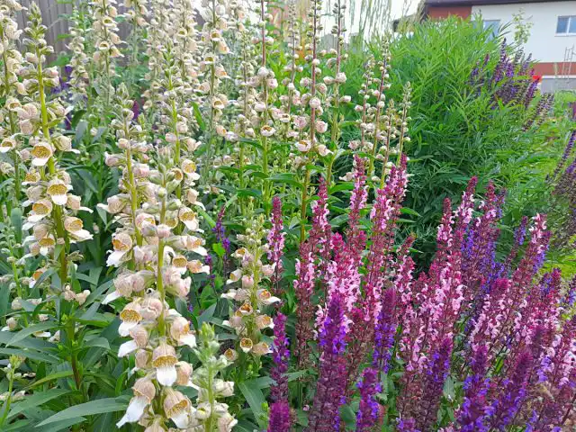 Нежная наперстянка кофейного оттенка очень освежает темно-фиолетовый шалфей