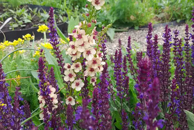 Хотя коровяк гораздо выше этого цветка, вместе они смотрятся очень гармонично