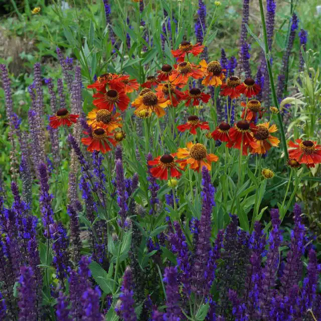 Кустики «Рубинцверга» очень рыхлые и его цветочки живописно парят над куртинами шалфея