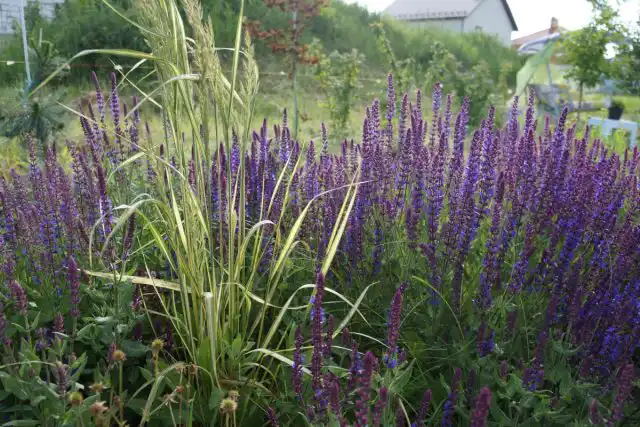 Мне нравится сочетать шалфей с желтолистным вейником «Ингланд»