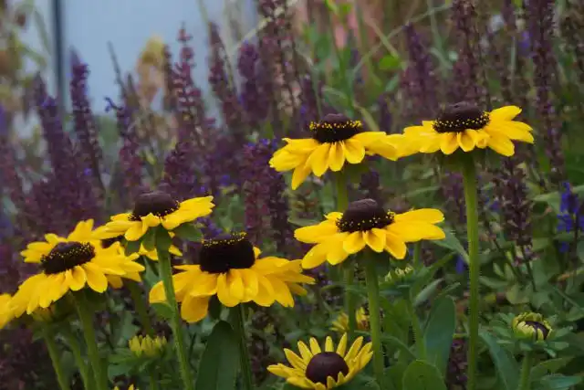 В прошлом году я посадила в ноги к шалфею рудбекию «Тото Лимон»