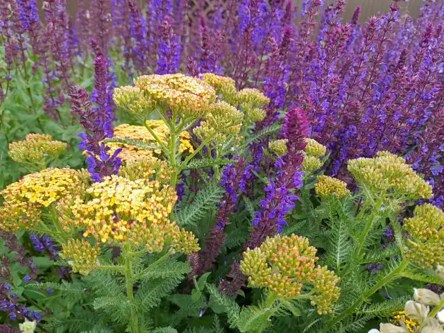 У ахиллеи горизонтальные щитковидные соцветия, которые станут отличной плоскостью для того чтобы подчеркнуть вертикальные шпили шалфея дубравного