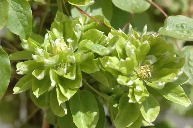 Клематис «Грин Пассион» (Clematis 'Green Passion')
