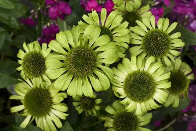 Эхинацея «Грин Джевил» (Echinacea 'Green Jewel')
