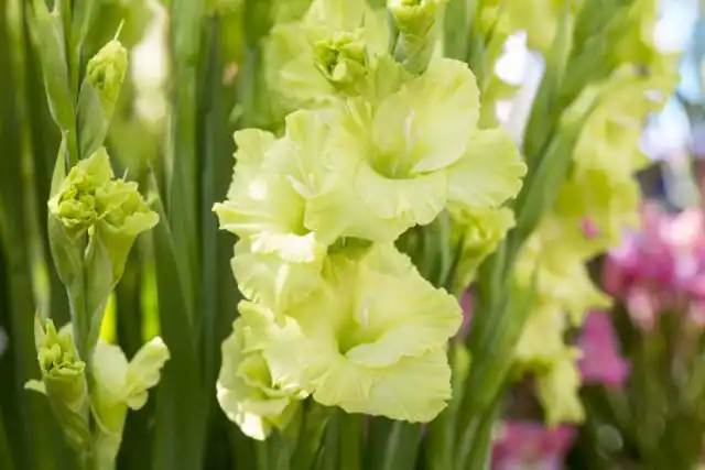 Гладиолус «Грин Стар» (Gladiolus 'Green Star')