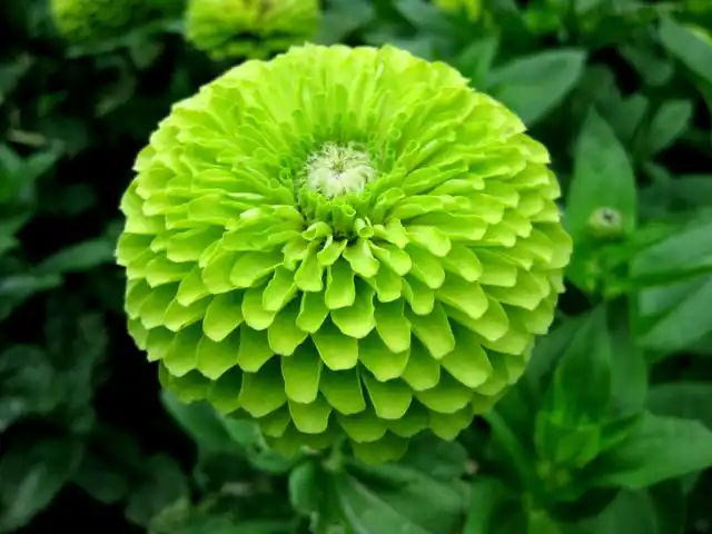 Цинния «Энви» (Zinnia elegans 'Envy')