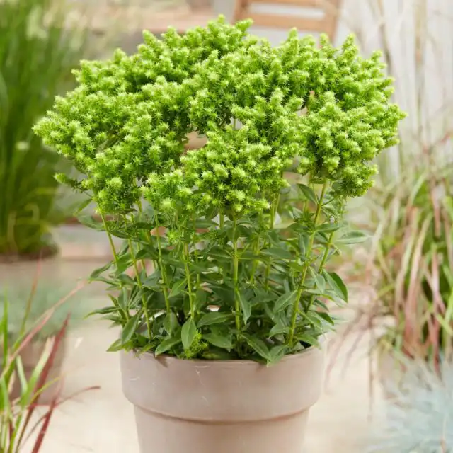 Флокс «Грин Лайон» (Phlox 'Green Lion')