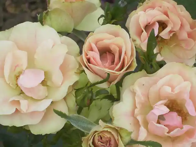 Роза «Гринсливс» (Rose 'Greensleeves')