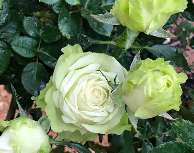 Роза «Грин Ти» (Rose 'Green tea')